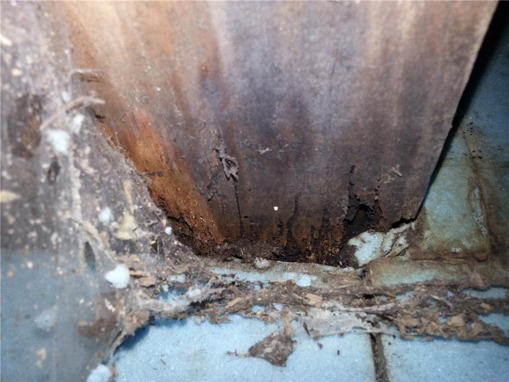 Crawl Space Repair Wet, Moldy, Rotting Crawl Space in New Douglas