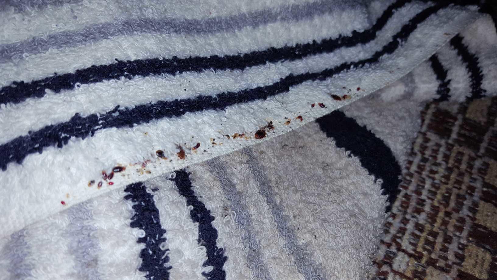 Pests We Treat Signs of a Bed Bug Infestation in West Long Branch, NJ