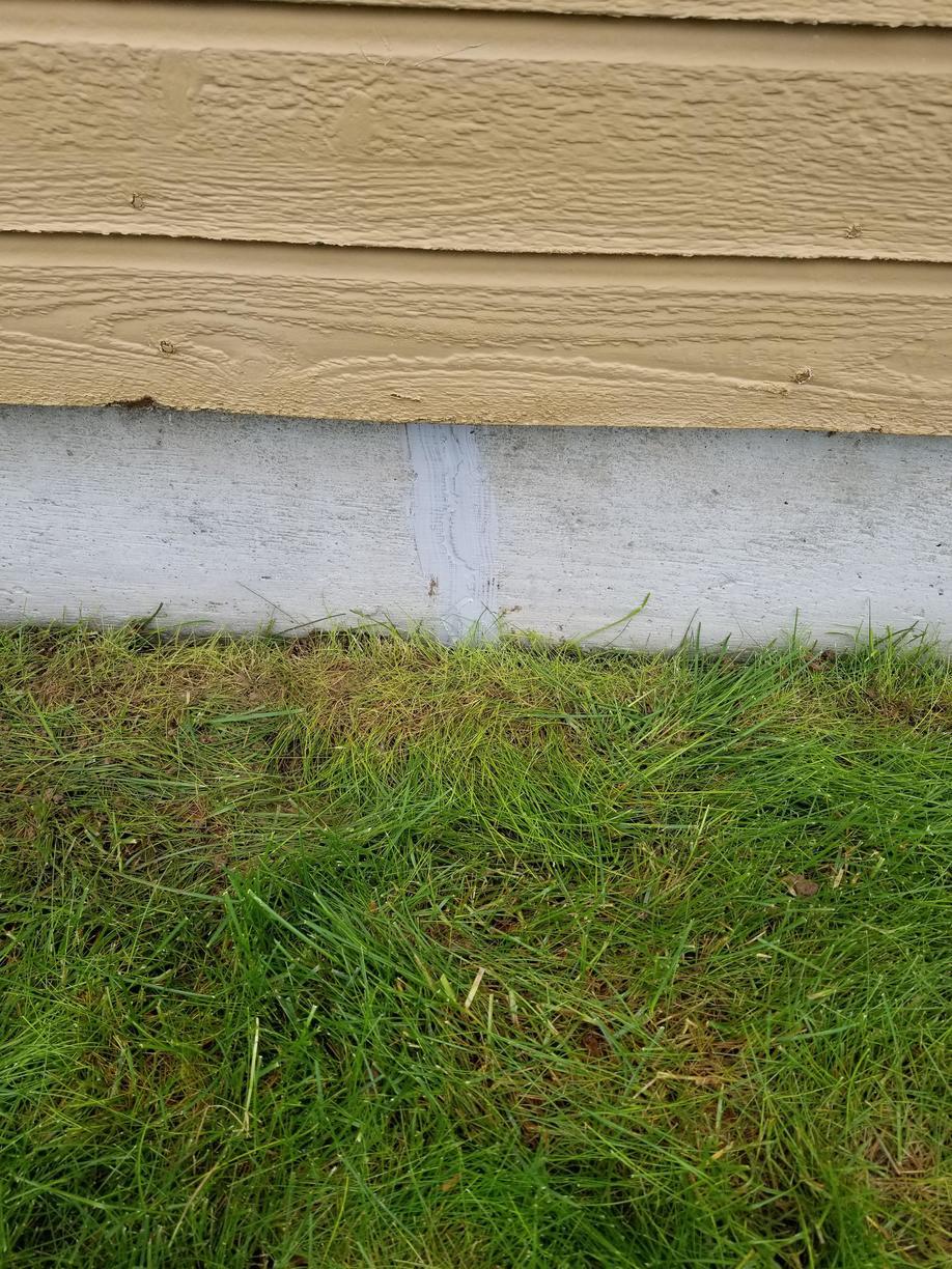 Cogon grass florida image