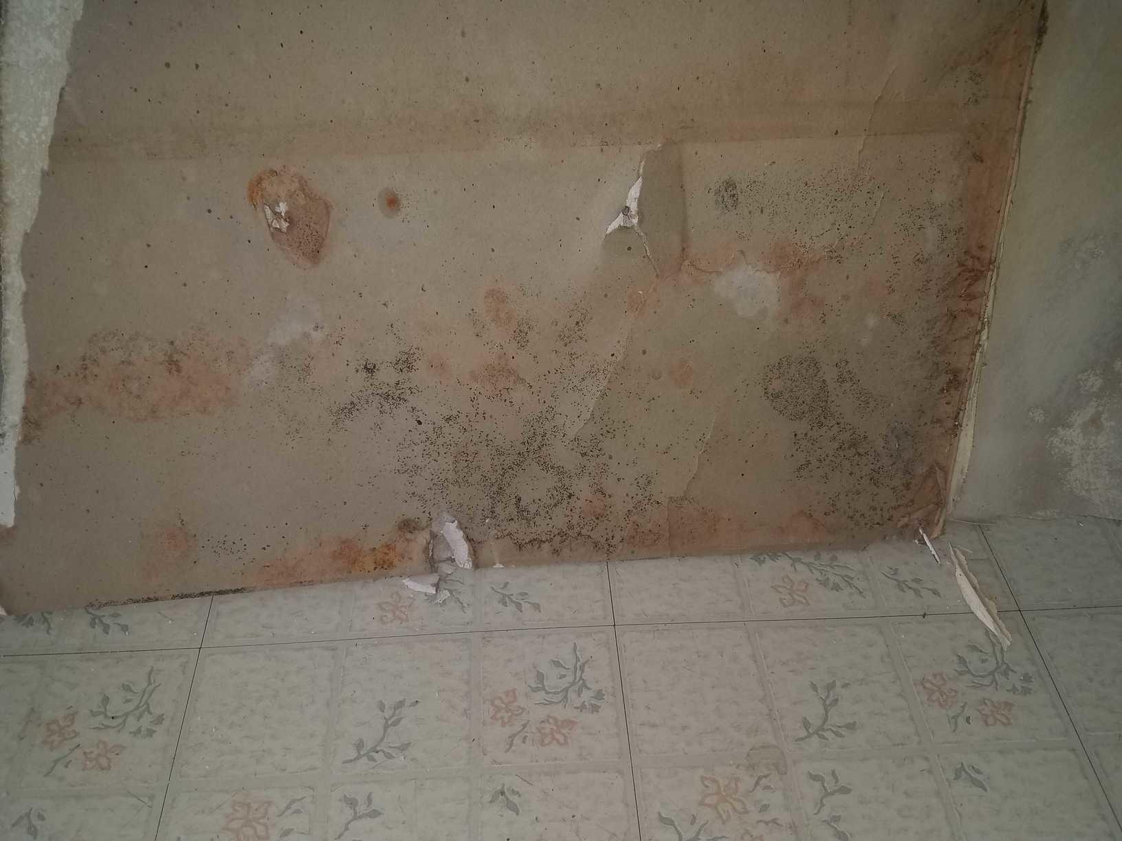 Mold Solutions by Cowleys Photo Album Mold Growth Behind Wallpaper in