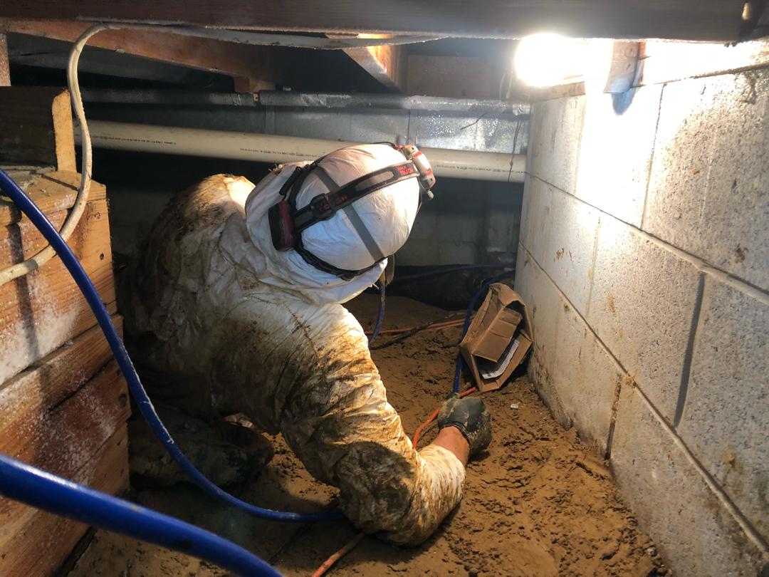 Crawl Space Repair Mold Free Crawl Space in Princeton, IN Fungus
