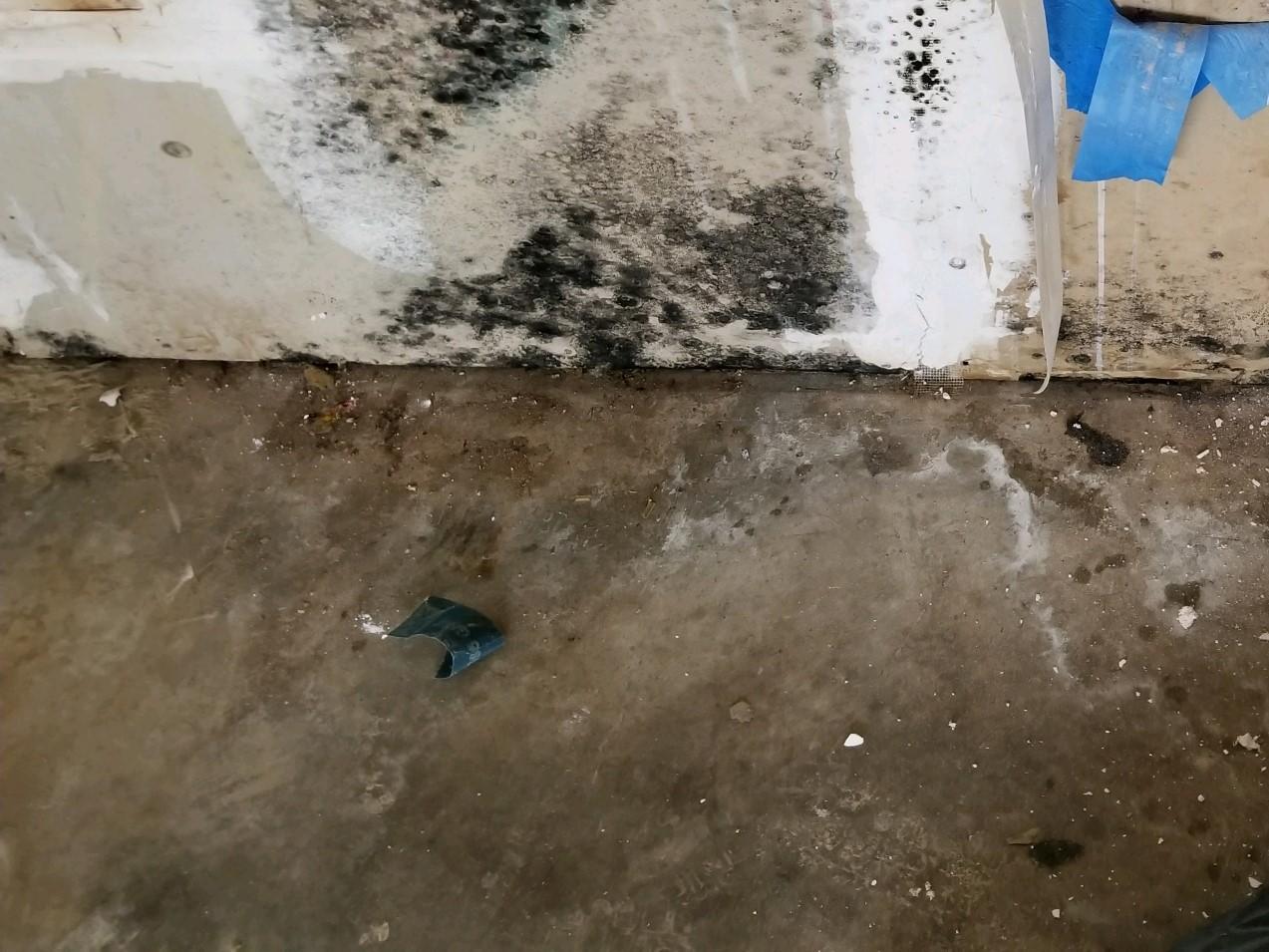 Olympic Restoration Systems Basement Waterproofing Mold on Sheetrock