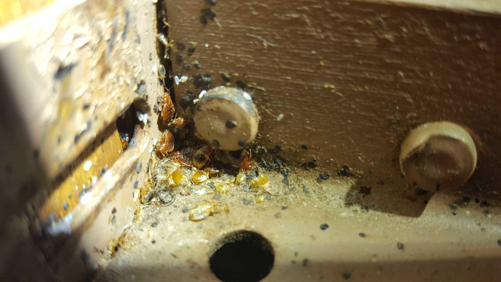 Pests We Treat - Bed Bugs Treated in South Plainfield, NJ Apartment ...