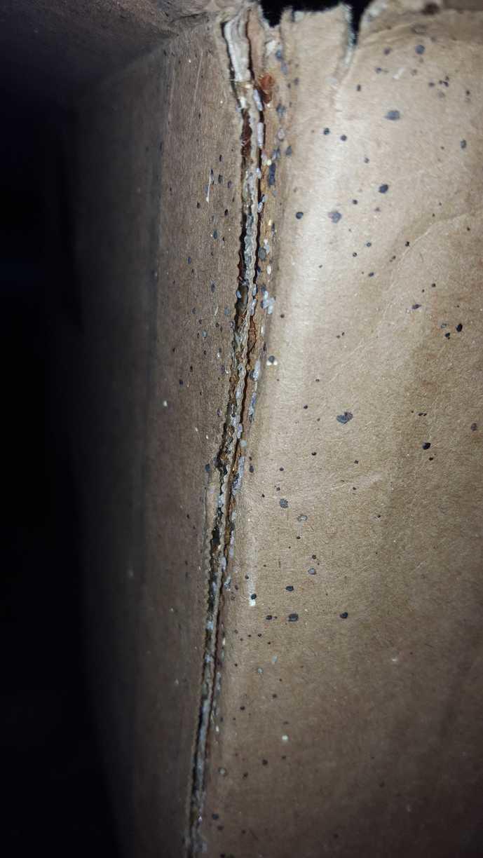 bugs bed furniture apartment building pests treat