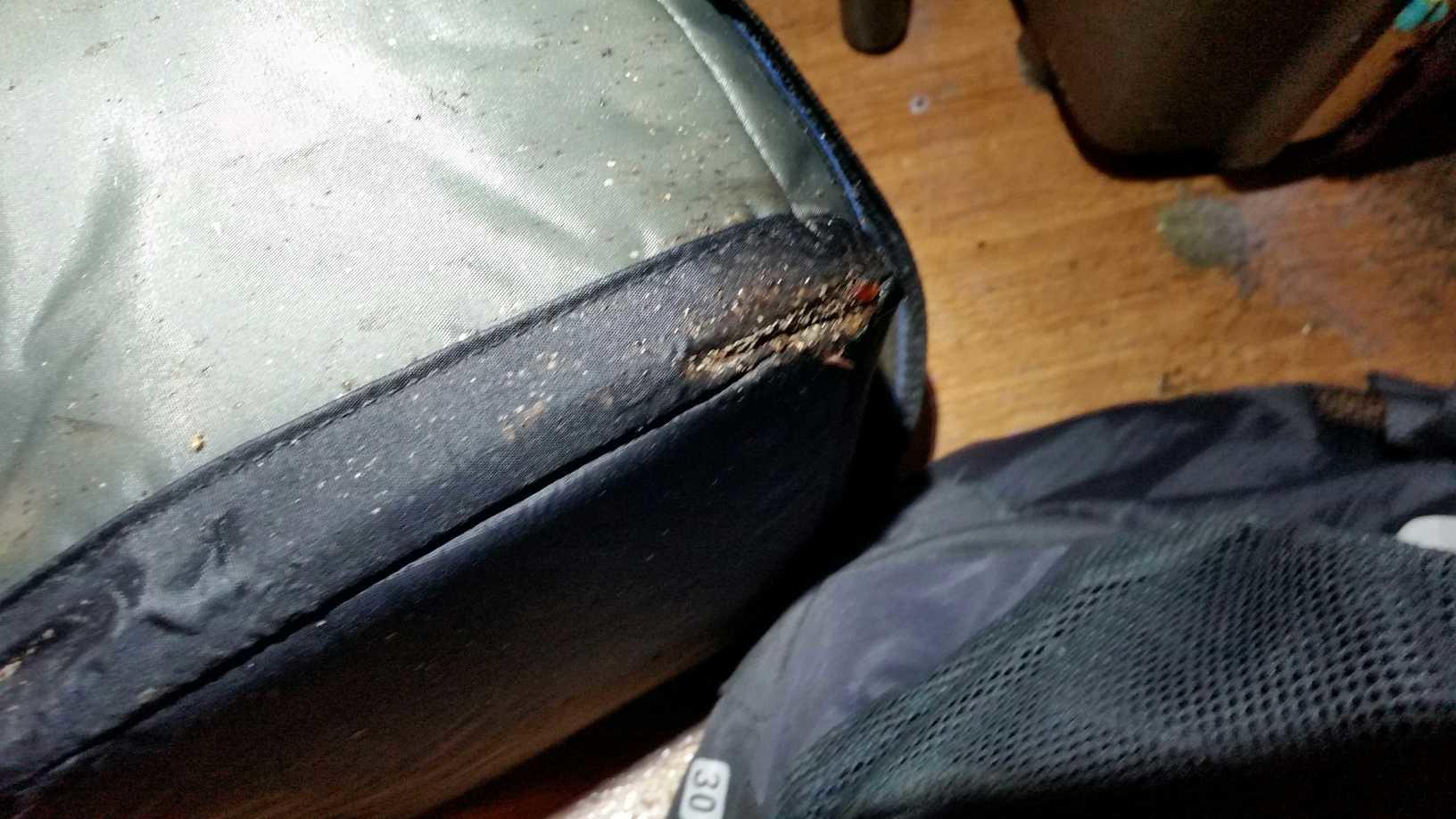 Pests We Treat Bed bug extermination in Lakewood, NJ Bed bugs on furniture