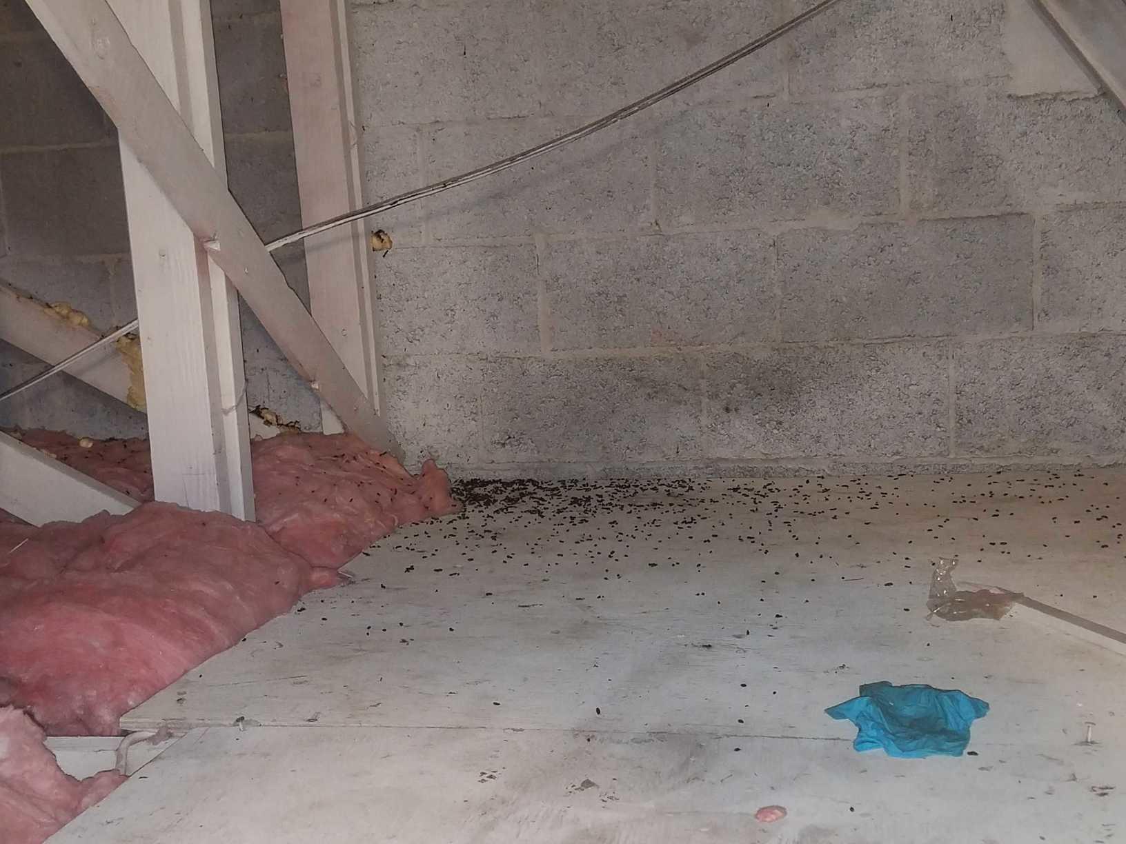 Wildlife Removal Cleaned Sanitized And Deodorized Attic With Wildlife Removal Cleaned Sanitized