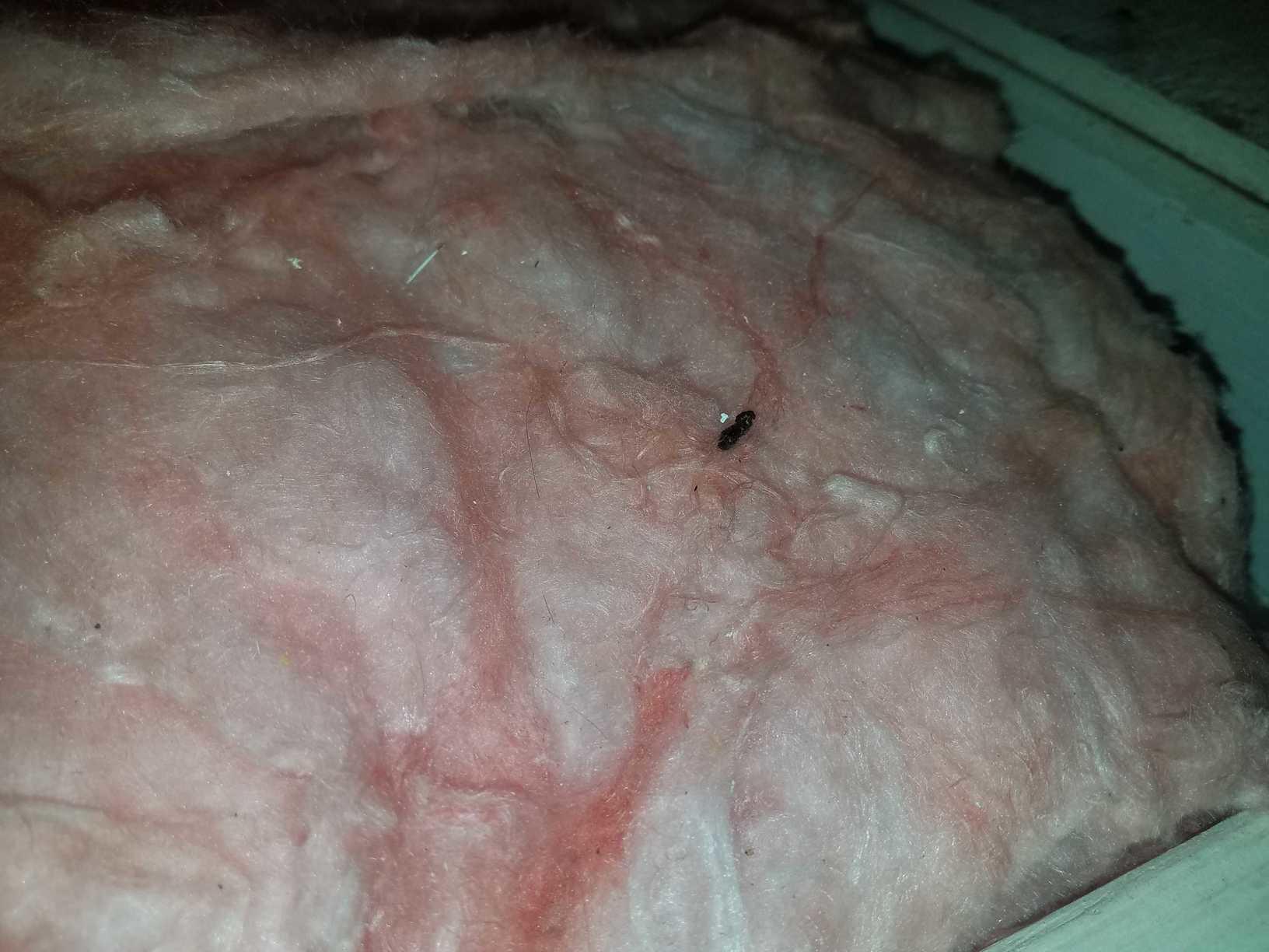 Wildlife Removal Cleaned, Sanitized, and Deodorized Attic, With its