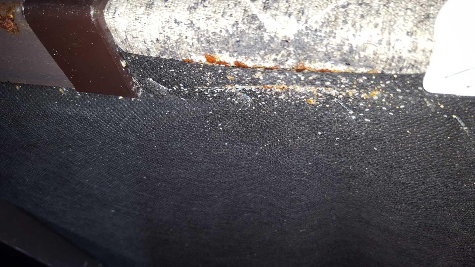 Pests We Treat Bed bugs on recliner in Ocean Township, NJ Bed bugs