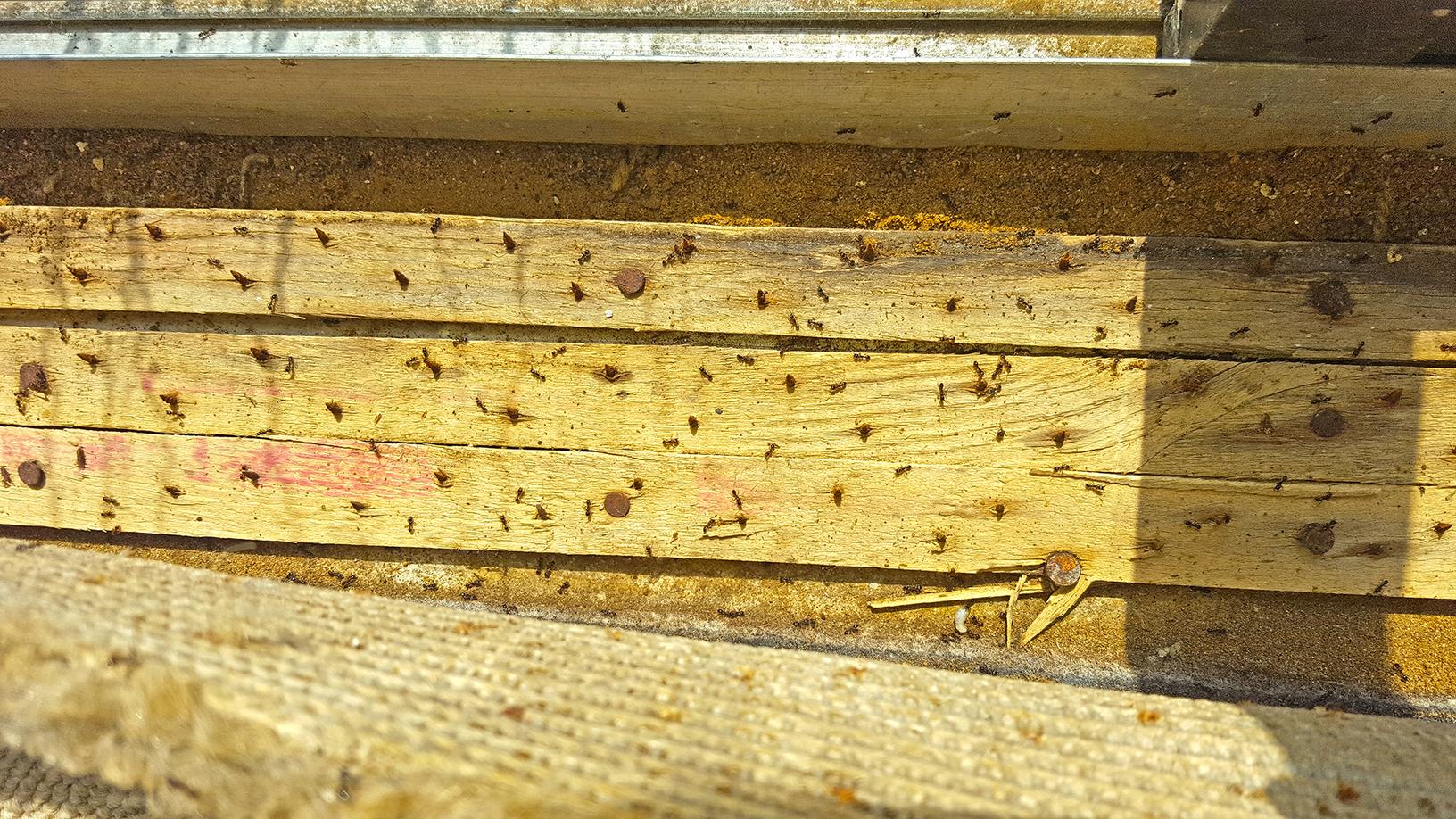 Pests We Treat Massive Pavement Ant Infestation in Pests We Treat Massive Pavement Ant Infestation in