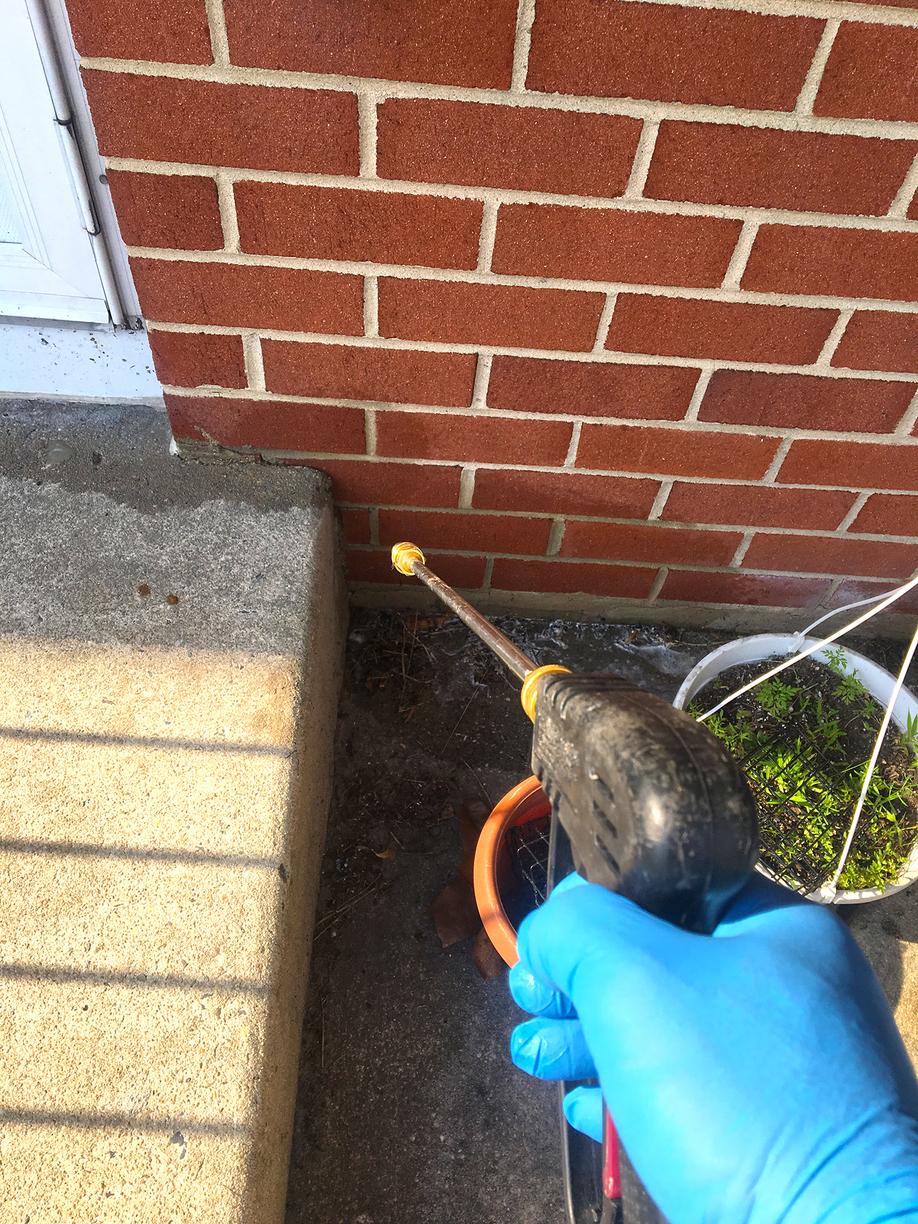 Pests We Treat Odorous House Ants Infest Kitchen in Toms Pests We Treat Odorous House Ants Infest Kitchen in Toms