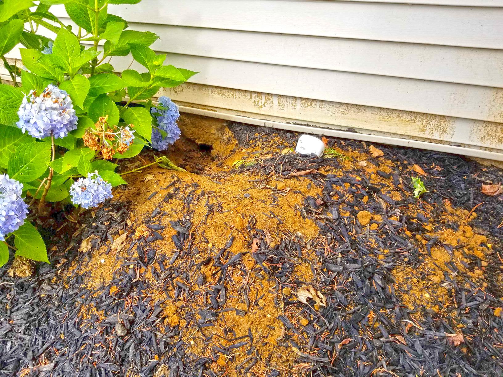 Wildlife Removal Smelly Skunk Burrow in Freehold, NJ Found the