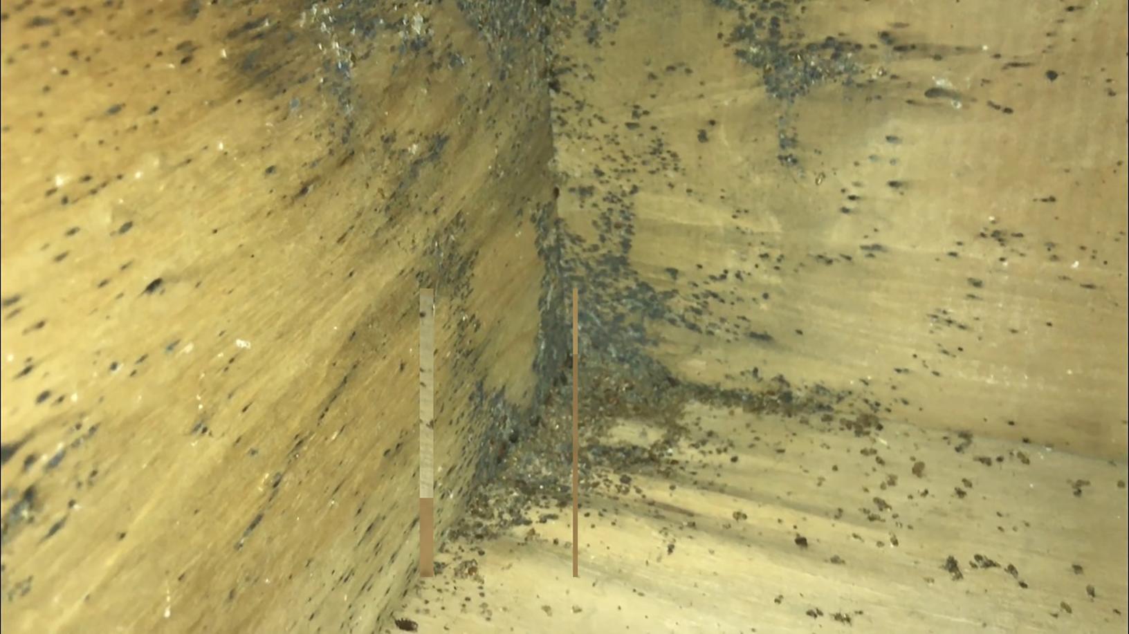 Pests We Treat Out of Control Bed Bug Infestation in Bradly Beach, NJ