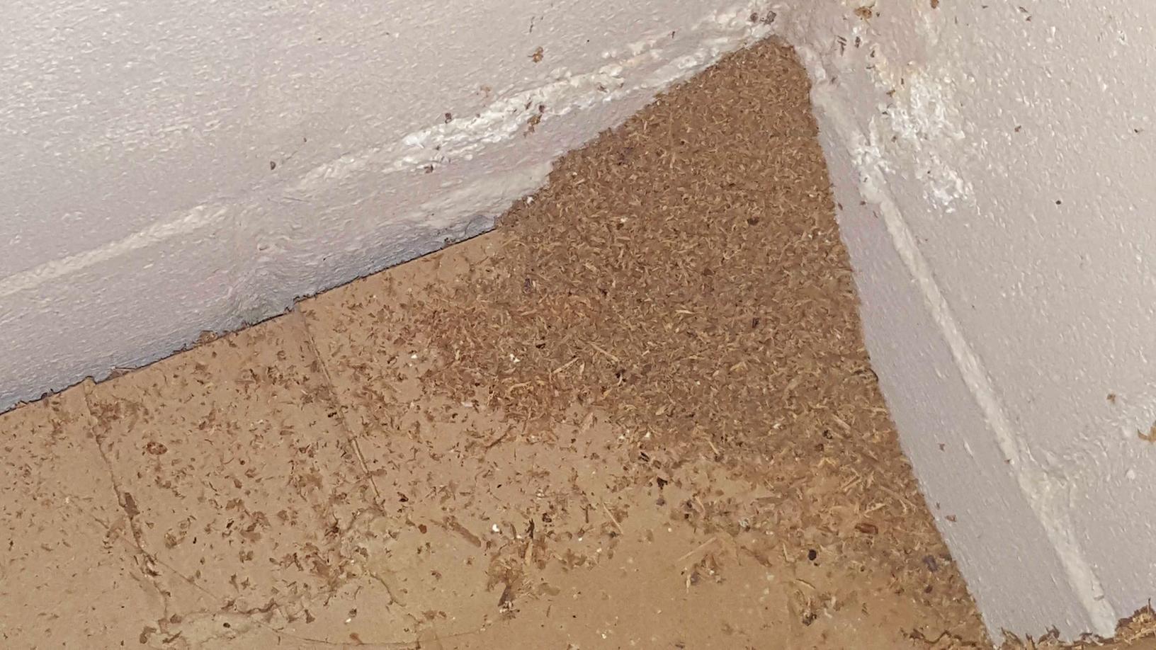 Cowleys Pest Services Pests We Treat Photo Album Standard Treatment