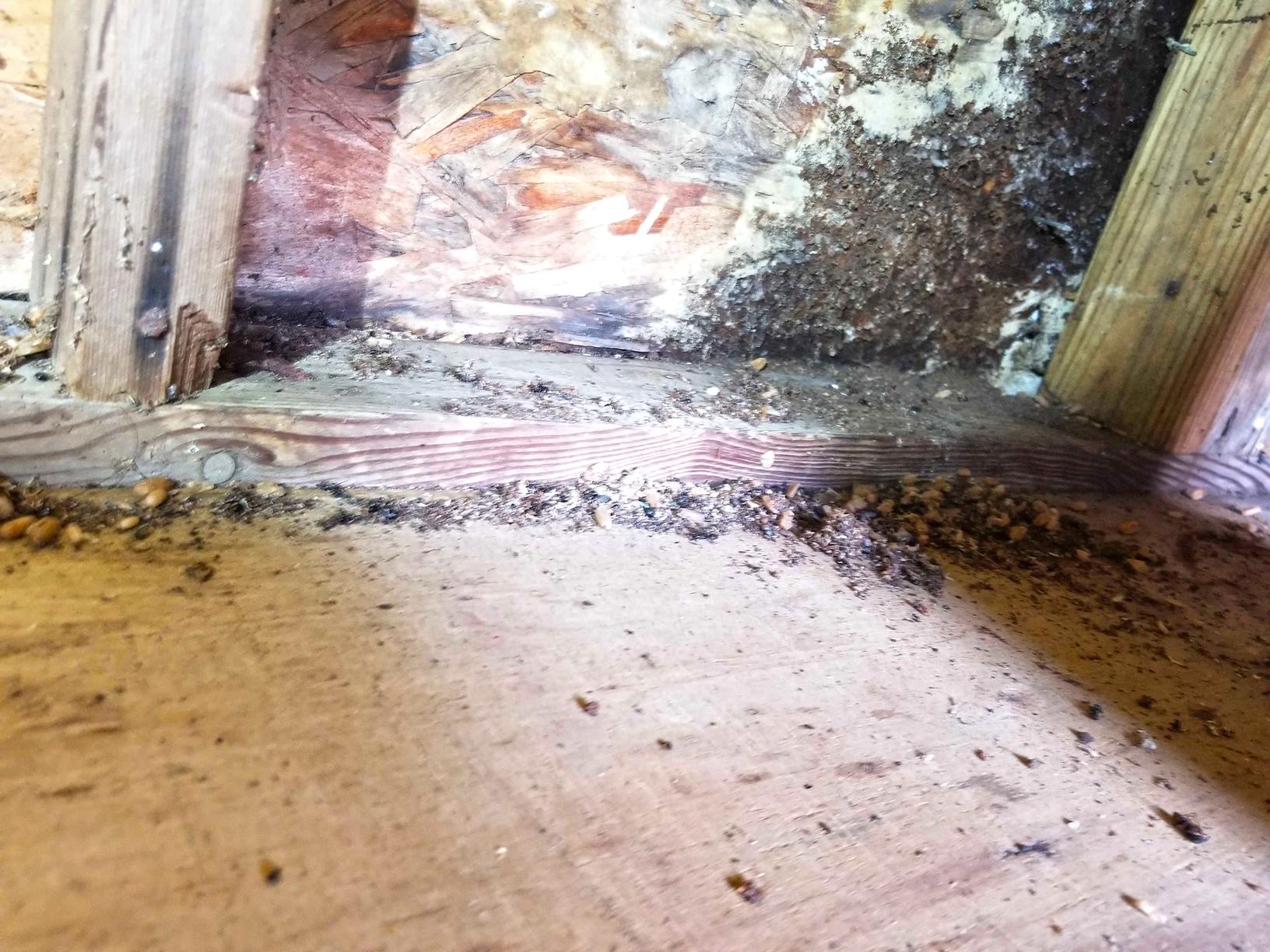 Pests We Treat Colony of Carpenter Ants Invade Pool Pests We Treat Colony of Carpenter Ants Invade Pool