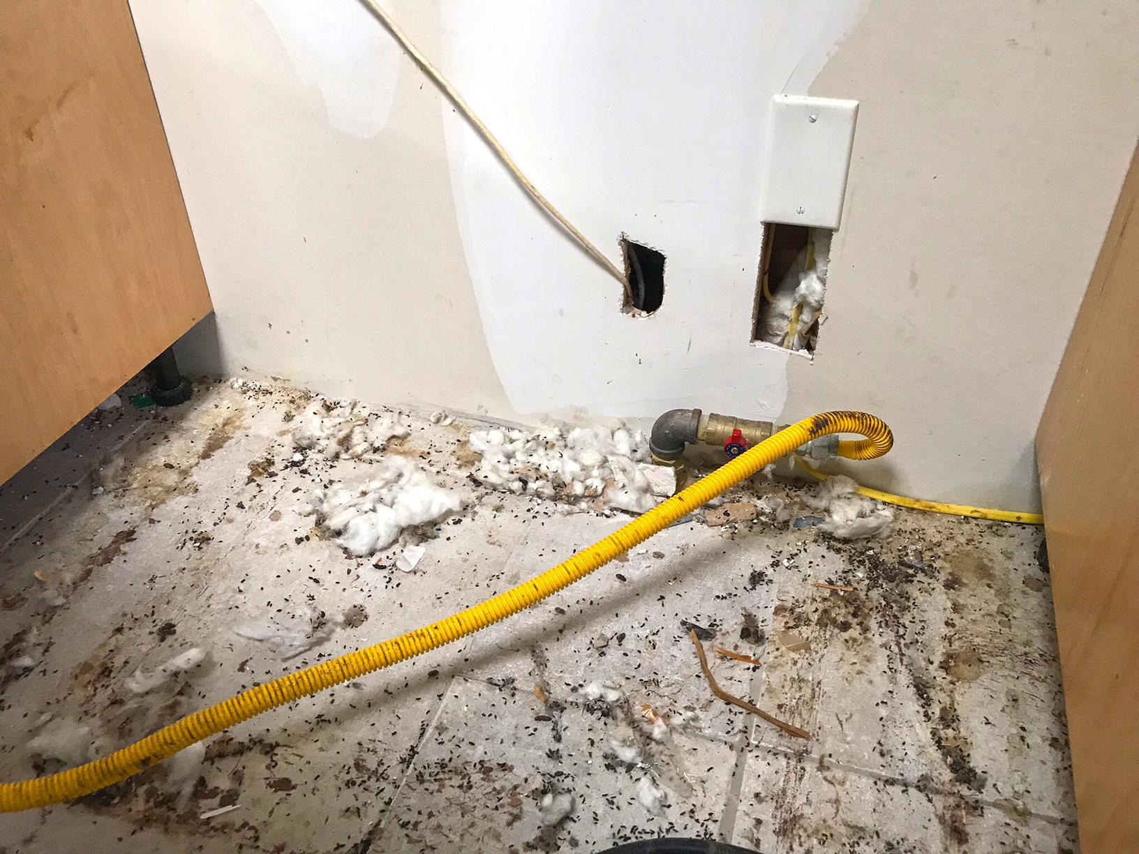 Pests We Treat Mice in Crawl Space in Freehold, NJ Some Presents in