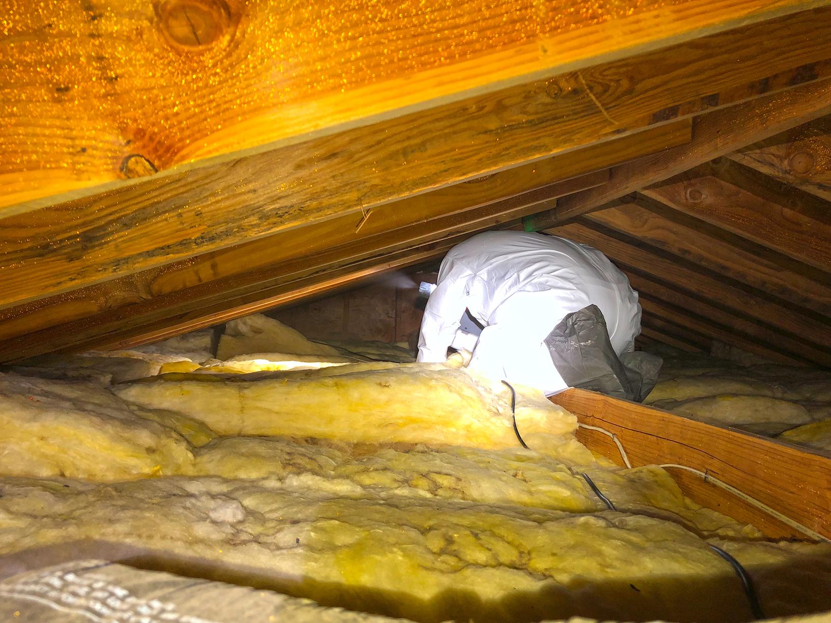 Our Mold Removal Services Tiny Attic Gets Mold In Middletown Nj Common Cause Of Attic Mold