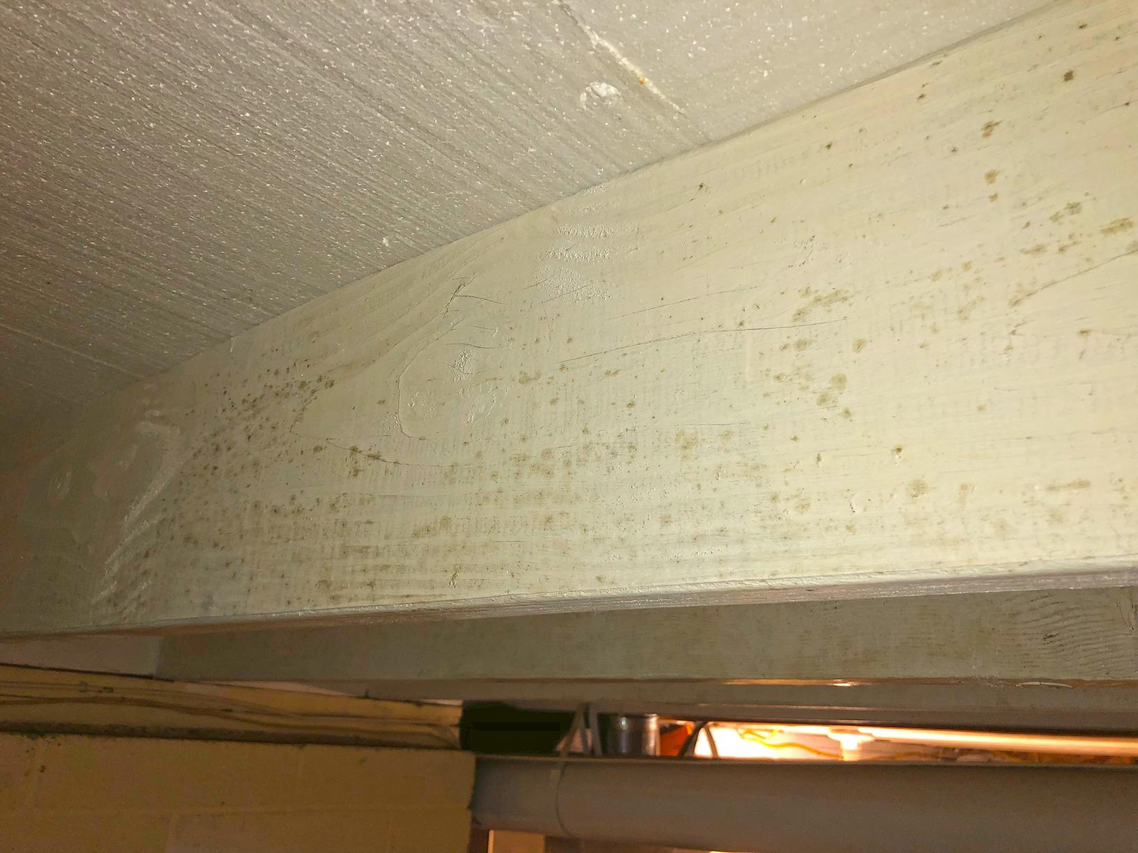 Humid Basement in Bridgewater, NJ Develops Mold Mold on the Rafters