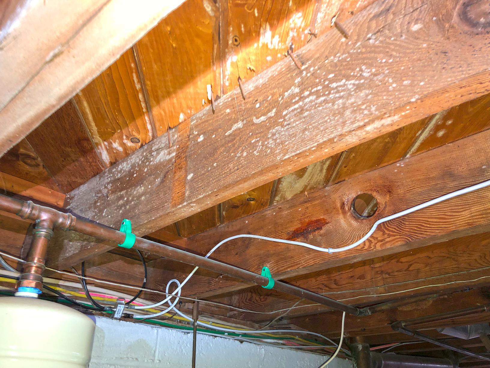 Our Mold Removal Services Hot & Humid Basement Develops Mold in