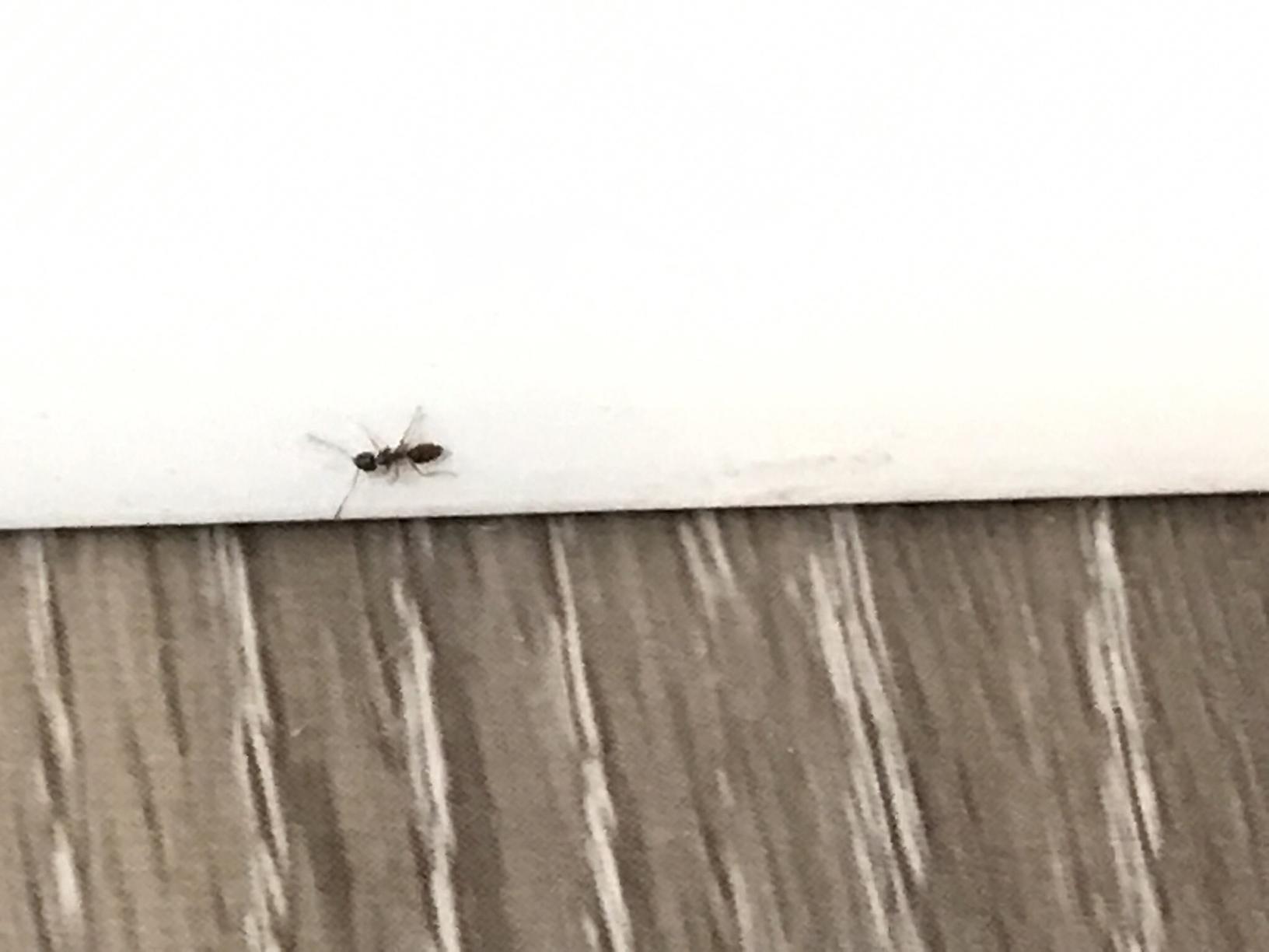 Pests We Treat Carpenter Ants Destroy the Wood in Living