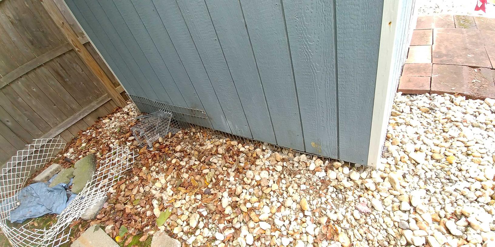Wildlife Removal - Groundhogs Cause Trouble for War Veteran in Monroe