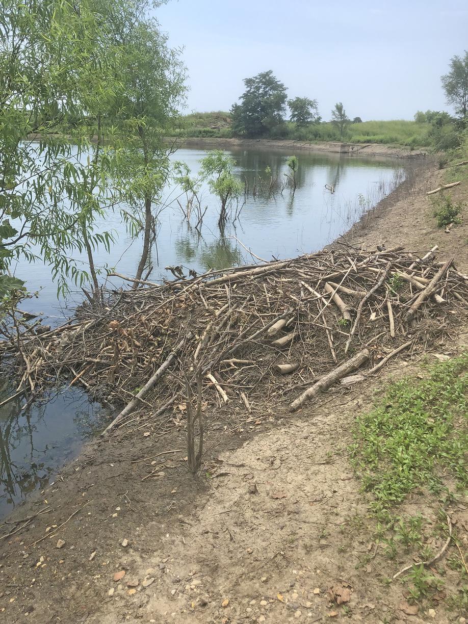 Wildlife Removal Beaver Removal in North Brunswick, NJ Interesting Facts About Beavers and