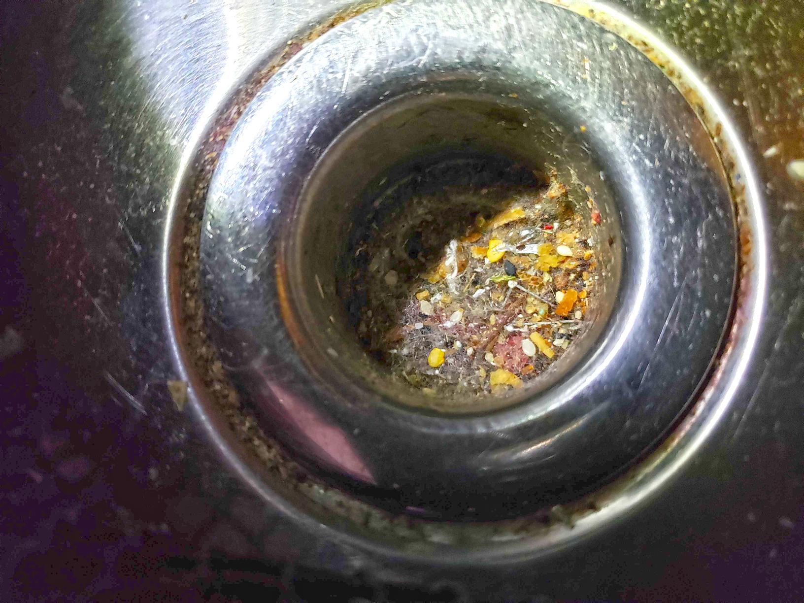 Pests We Treat Preemptive Sanitation Treatment for Drain Flies in