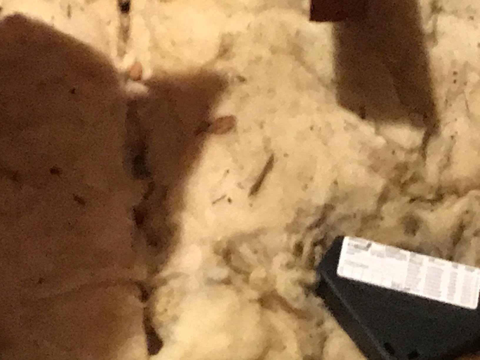 Pests We Treat Mice Make a Mess of Attic Insulation in Middletown, NJ