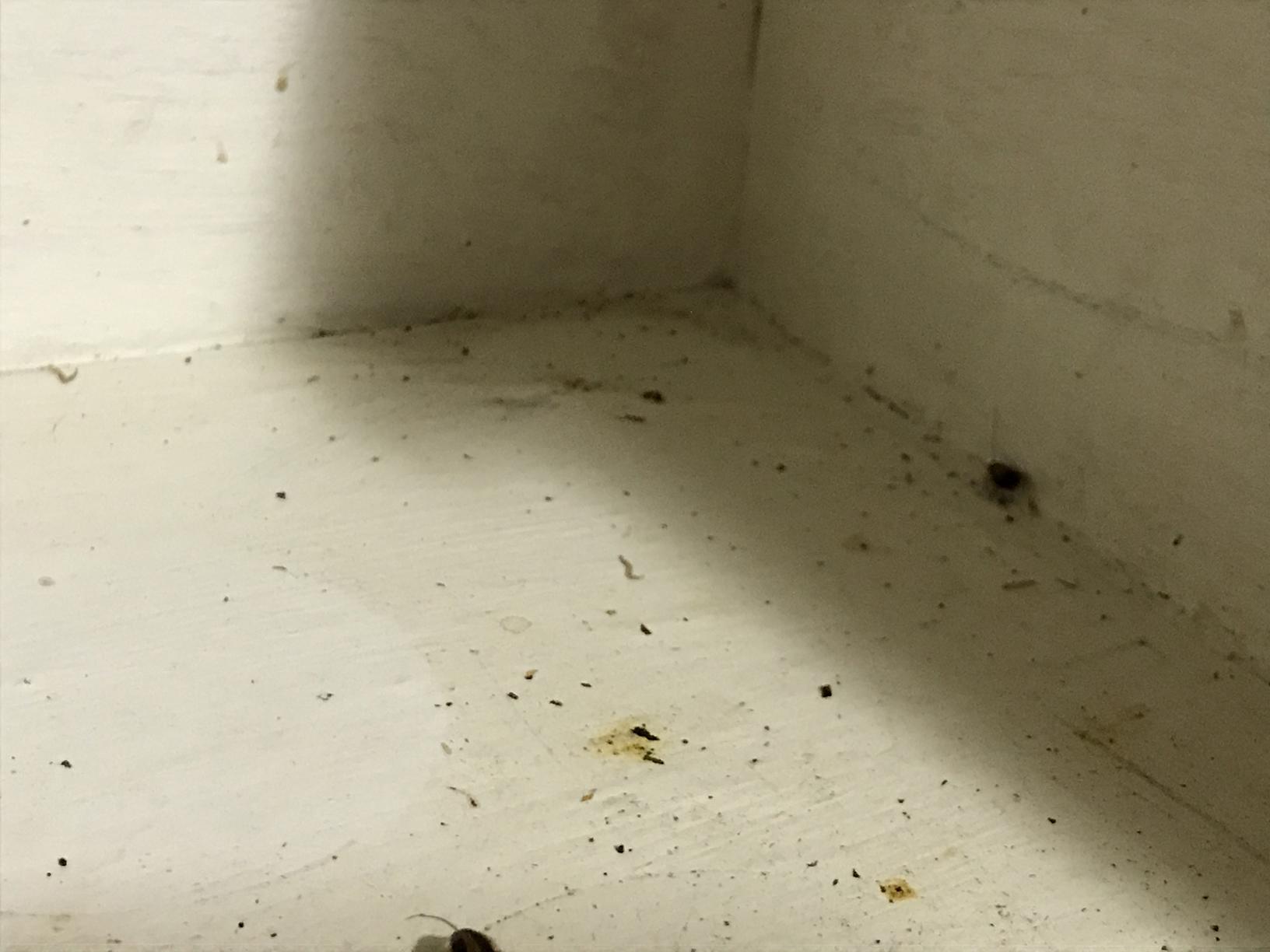 Pests We Treat Two Floors of Cockroaches in Jackson, NJ Inside the
