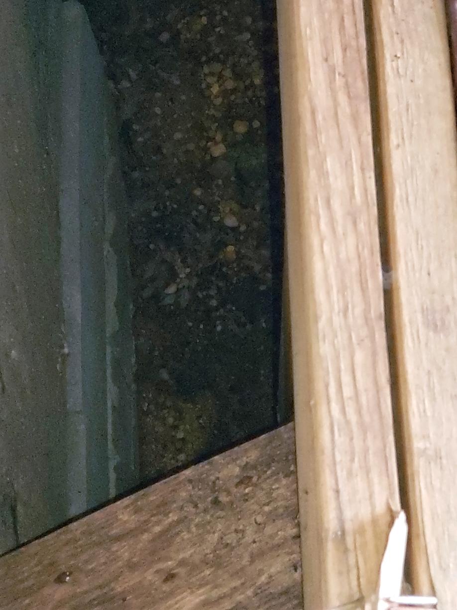Pests We Treat What to Look for When Inspecting for Mice in Brick, NJ