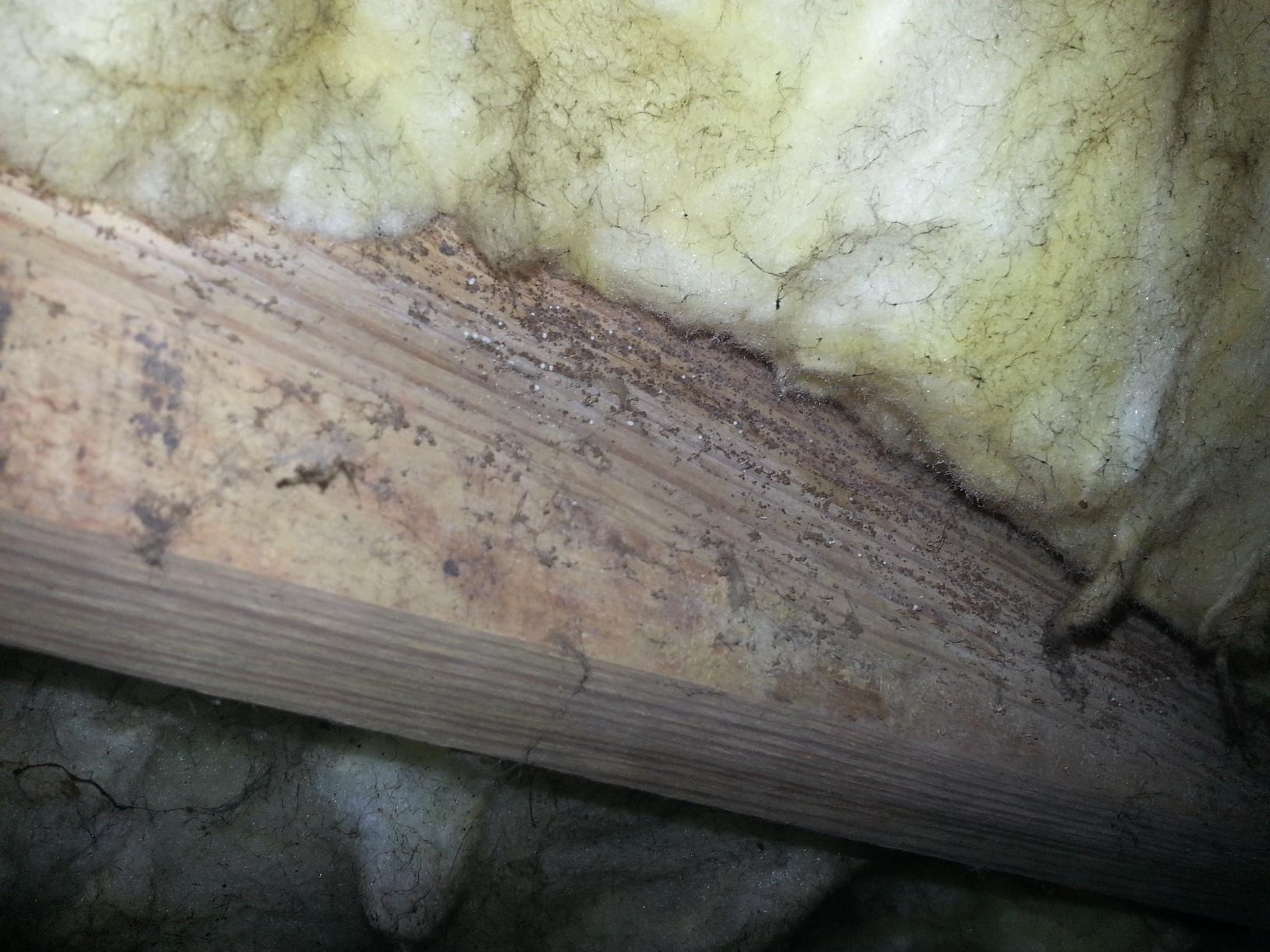 Dry Pro Foundation and Crawlspace Specialists Moldy Wooden beam