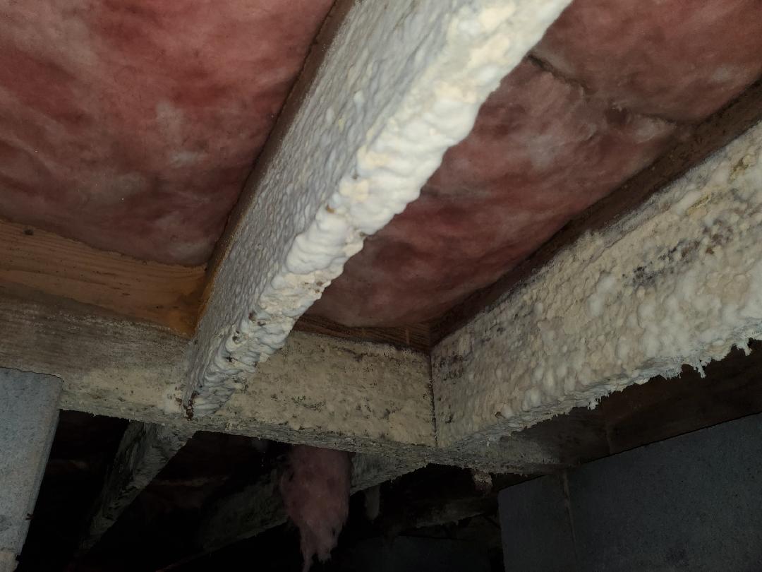 Mold Issues Mold Growth on Damaged Floor Joists in Denver, North