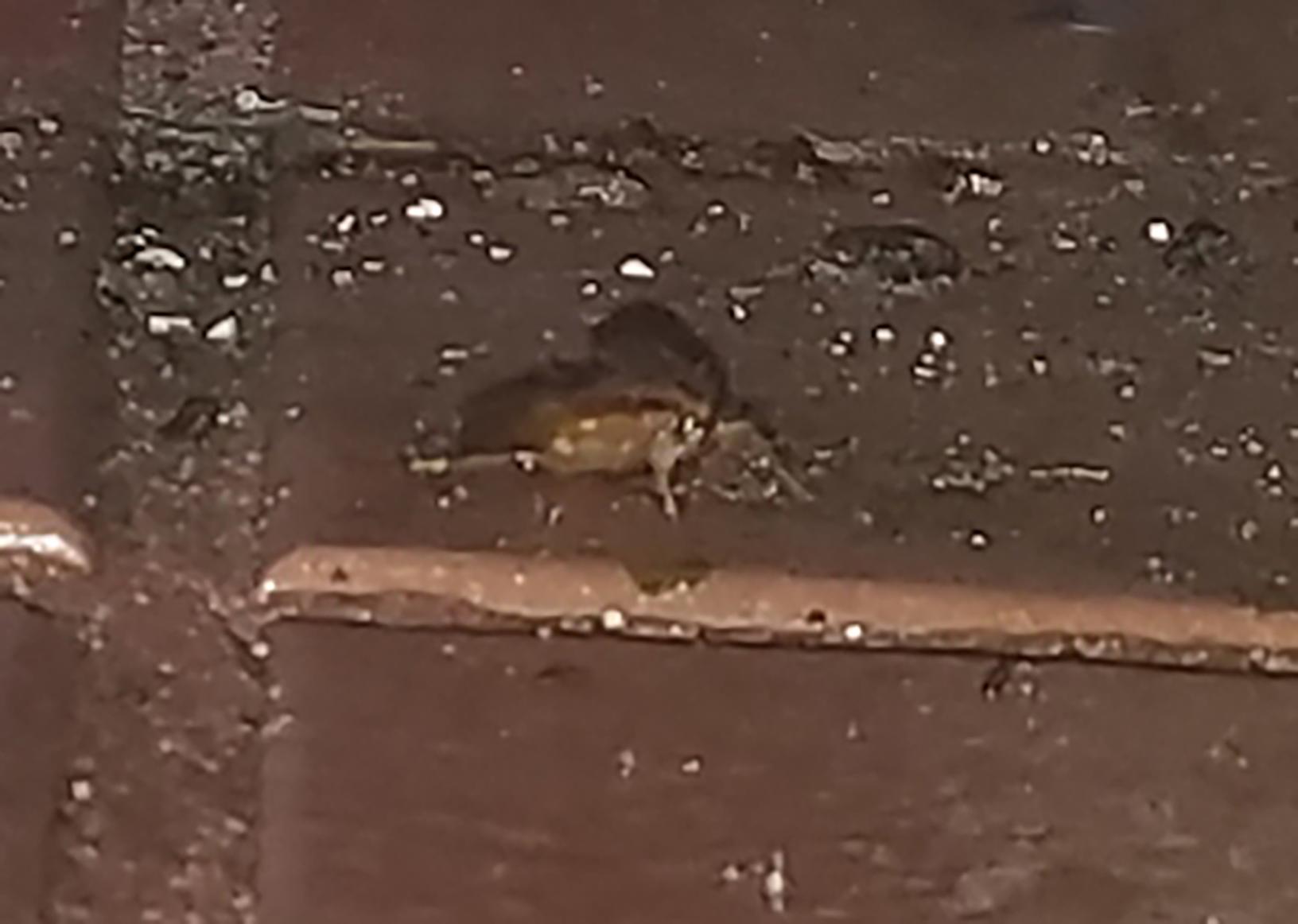 Pests We Treat Cockroaches Warm Up Under Dishwasher in Commercial