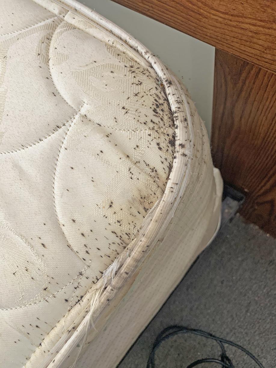 Pests We Treat Bed Bugs From the Sofa to the Bed & Everywhere in