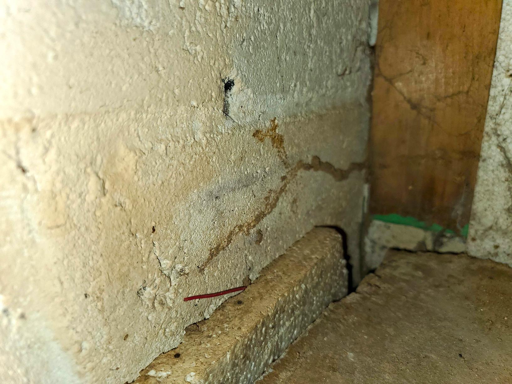 Pests We Treat Termite Swarmers & Citronella Ants in Monroe, NJ