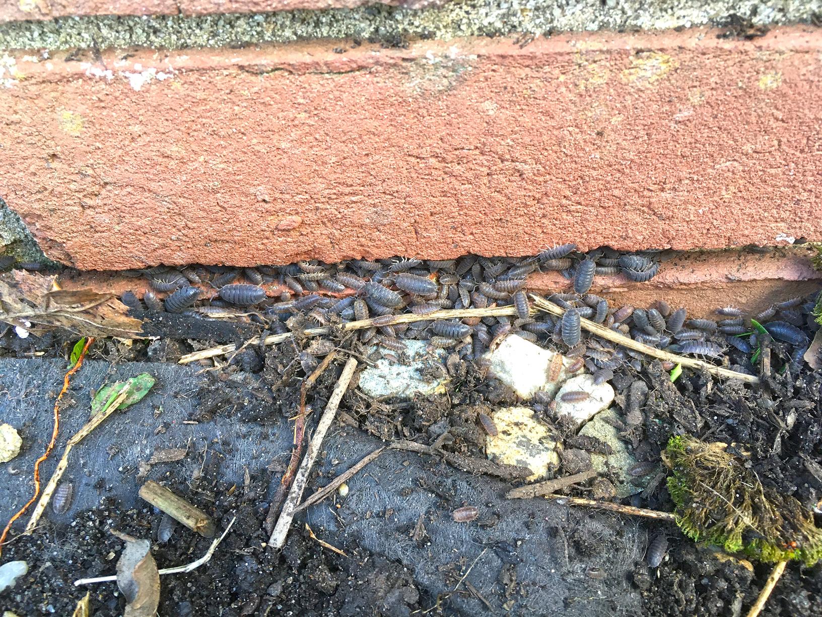 Fresh Mulch and Pill Bugs in Edison, NJ Treated them Before Invading