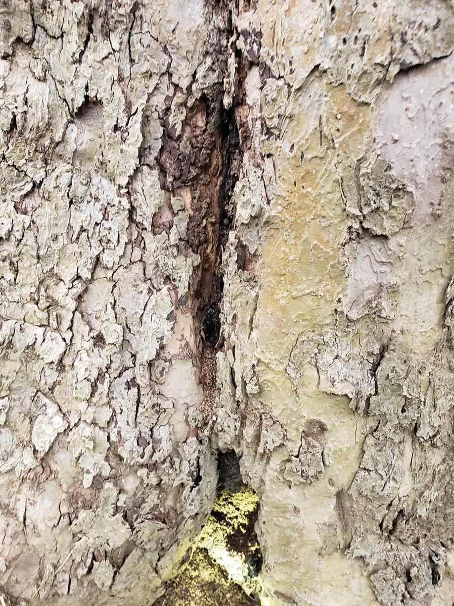 Carpenter Ants Foraging From Tree in Freehold, NJ