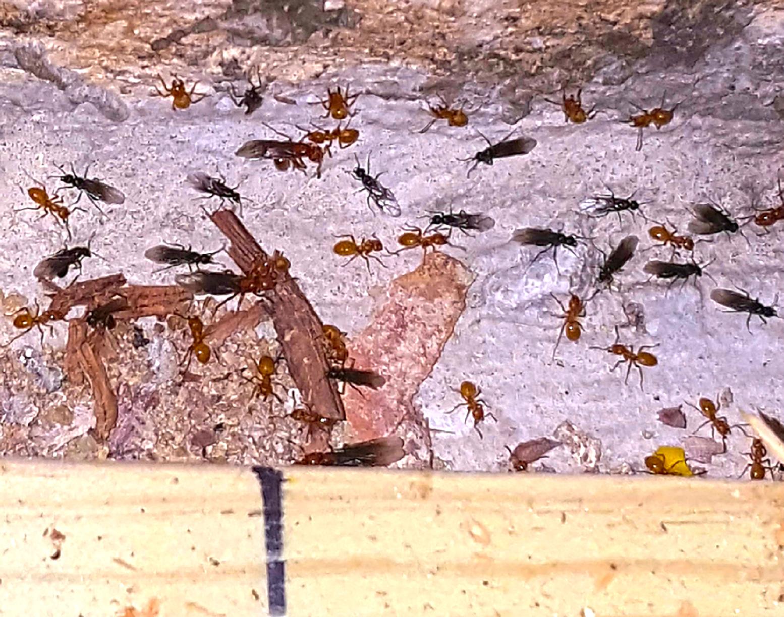 Homeowners Basement Renovations are Delayed Because of Homeowners Basement Renovations are Delayed Because of