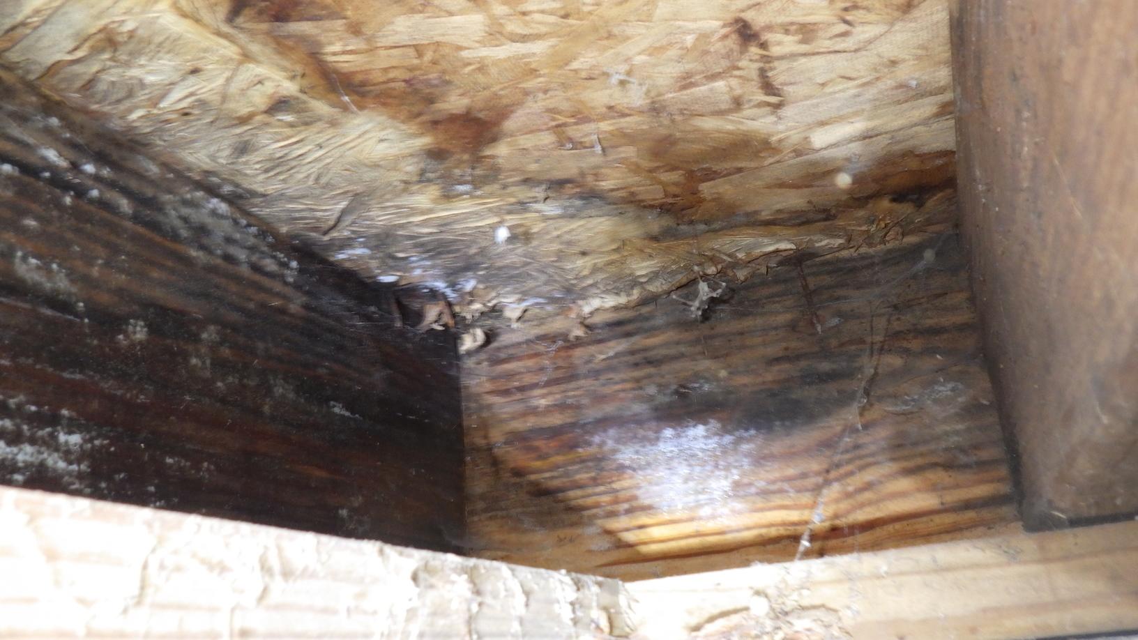 Crawl Space Mold Remediation in Galveston, IN Crawl Space Mold Before