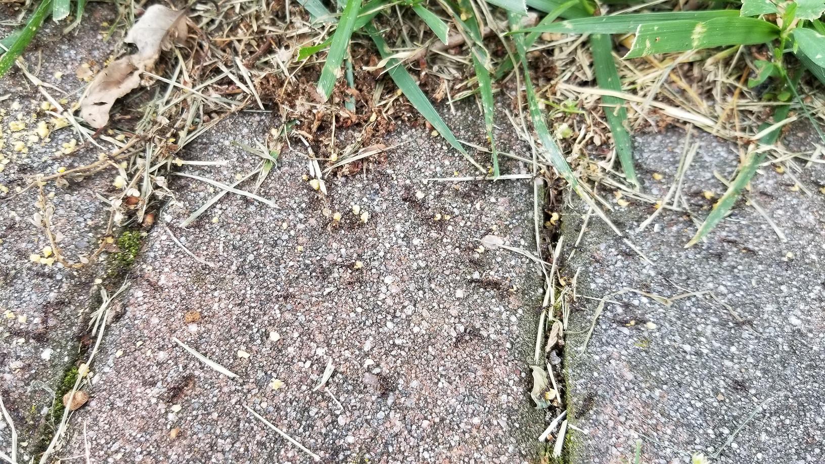 Pests We Treat Exterminators in Lanoka Harbor, NJ