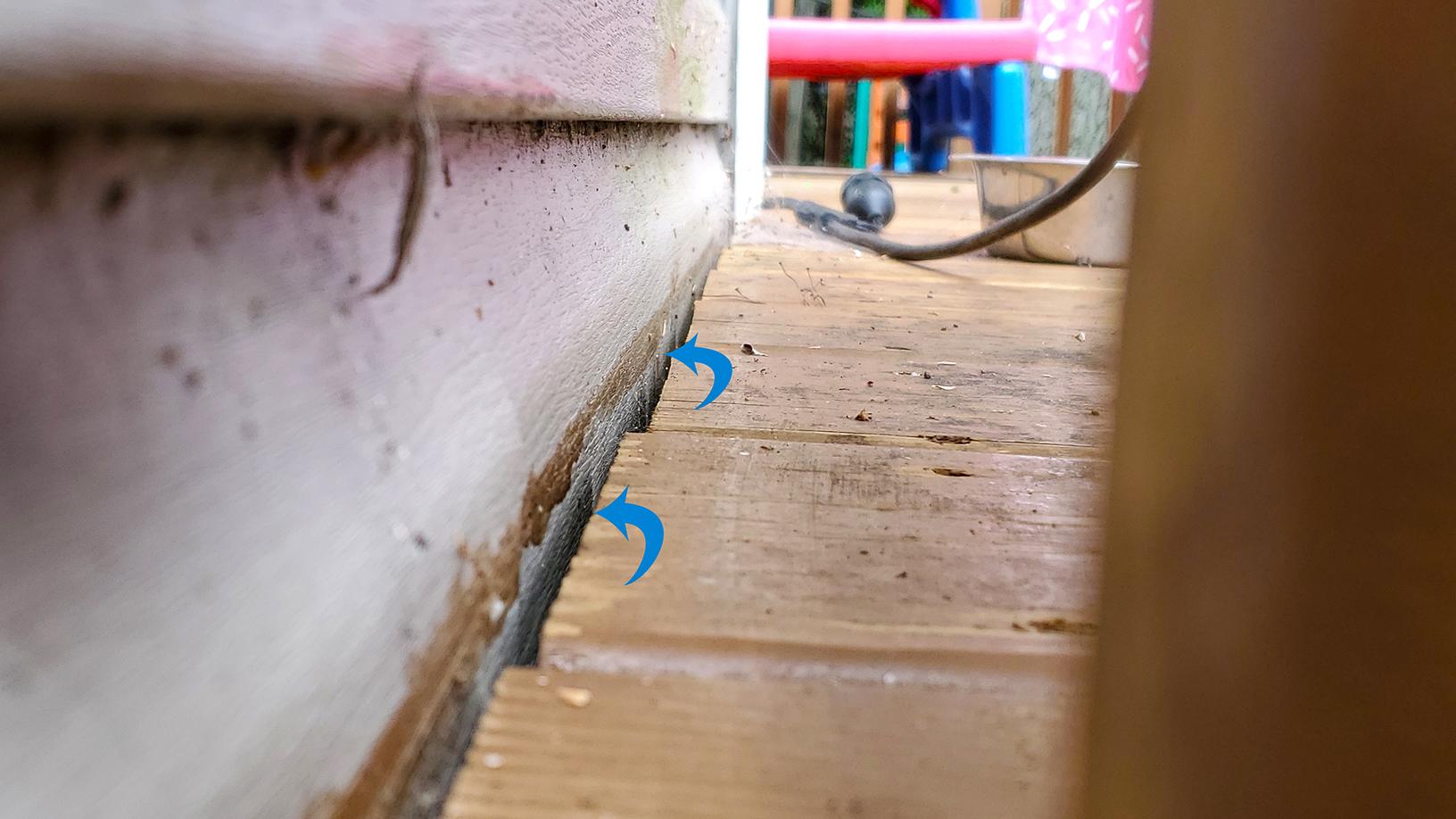 Pests We Treat Odorous House Ants in Port Monmouth, NJ Crawling on