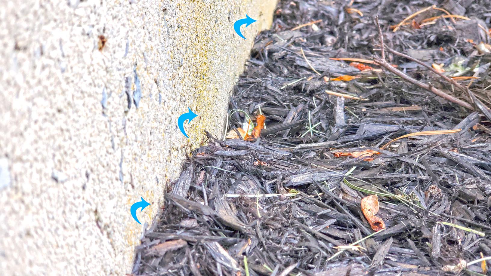 Pests We Treat Sunroom Filled with Odorous House Ants in Pests We Treat Sunroom Filled with Odorous House Ants in