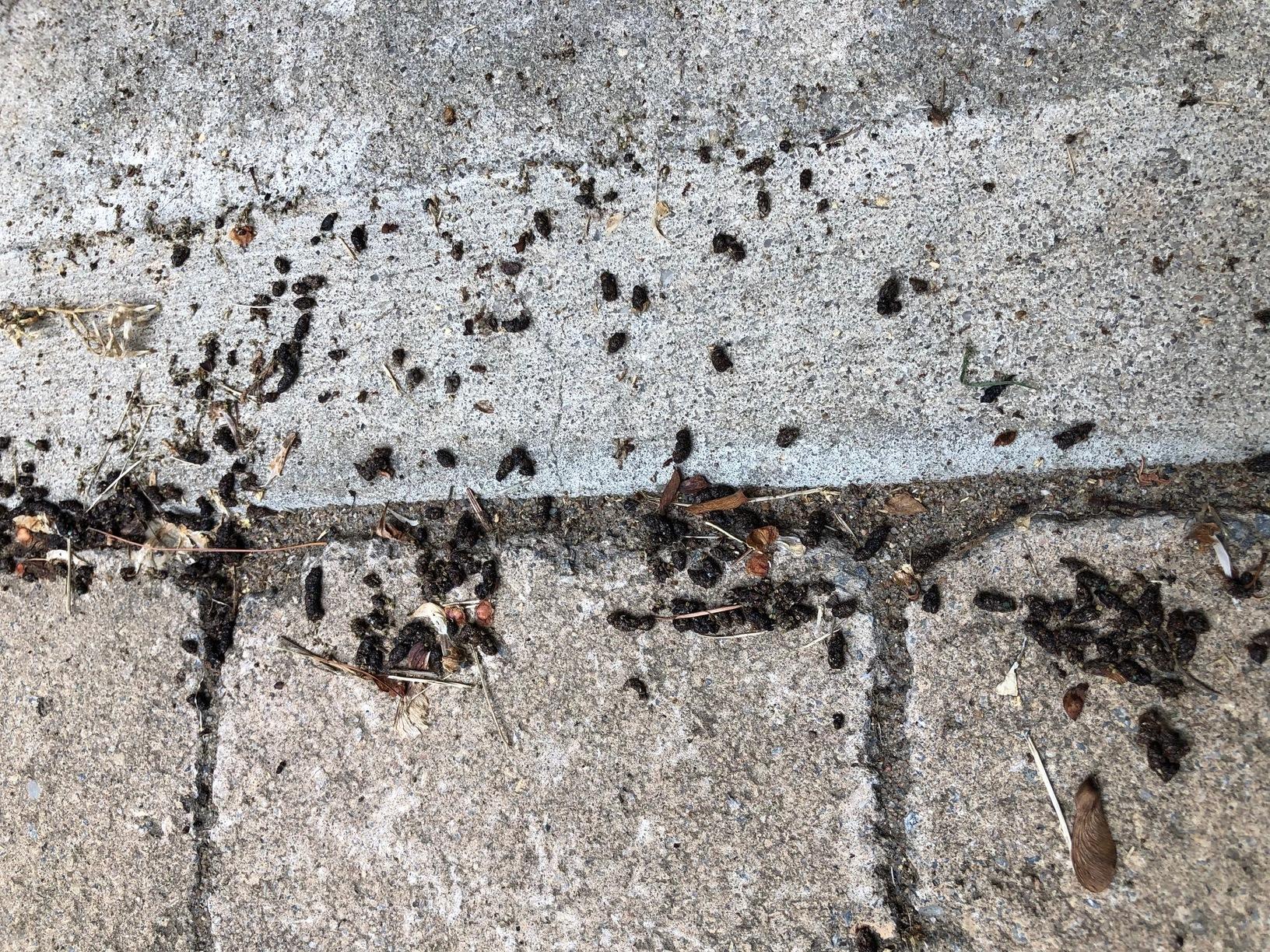 Wildlife Removal One Messy Bat Problem in Atlantic Highlands, NJ