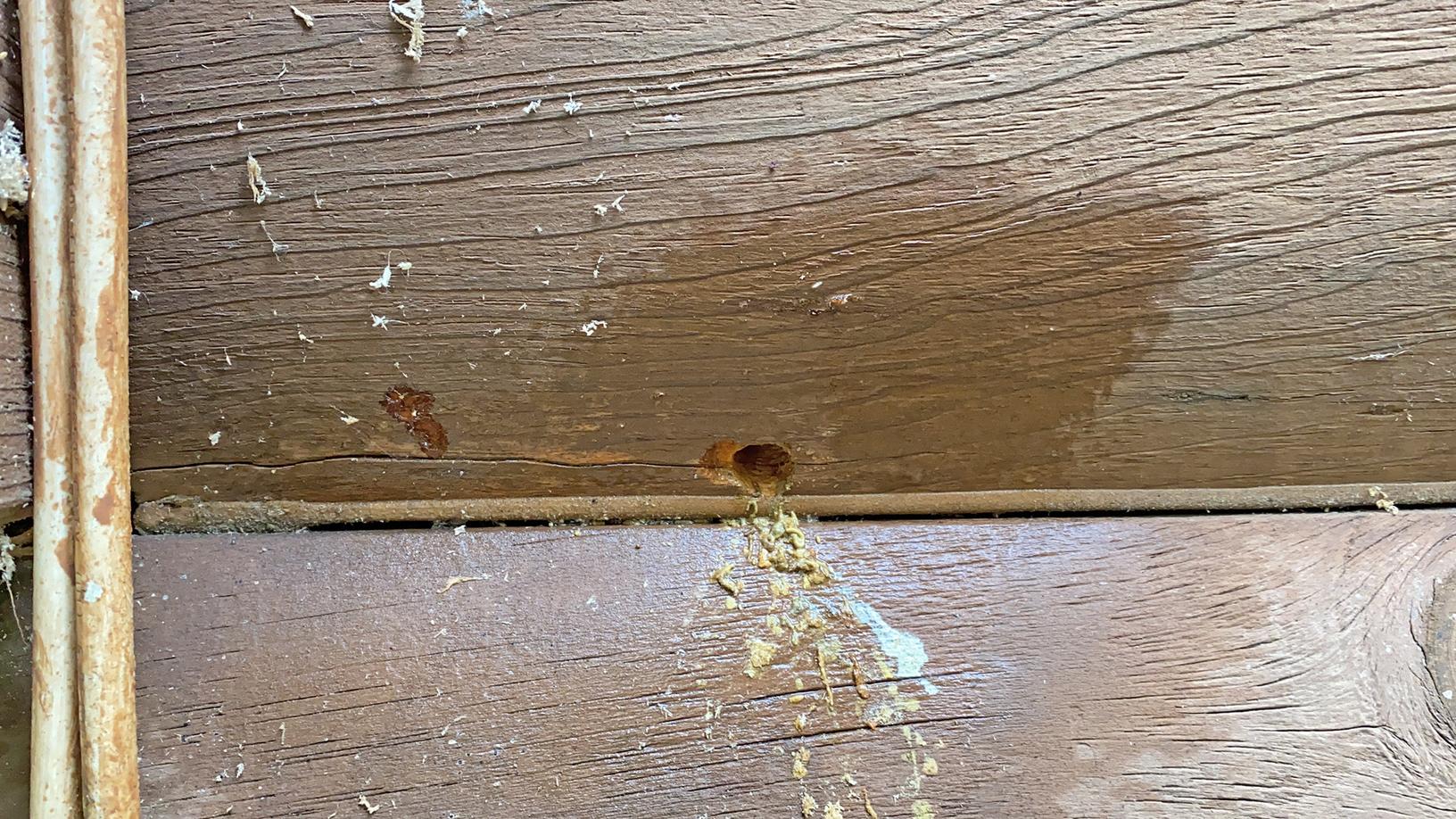 Pests We Treat Log Cabin Carpenter Bee Heaven in Ocean