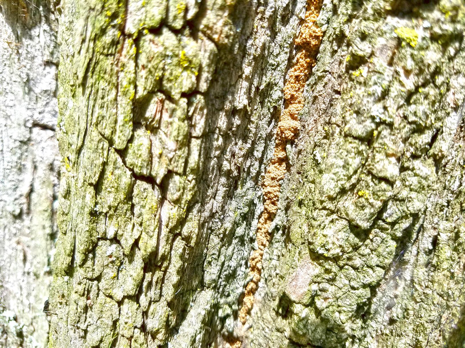 Pests We Treat Carpenter Ant Nest Found in Tree in Tinton Falls, NJ