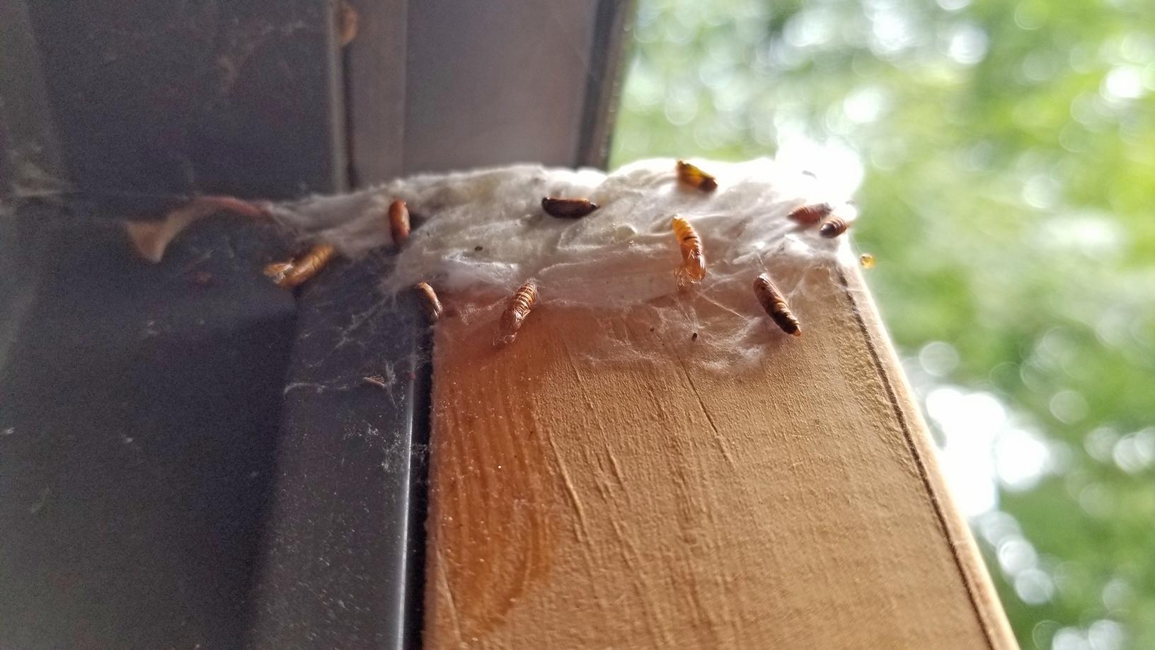 Pests We Treat Home Heavily Infested with Moths in Howell, NJ The