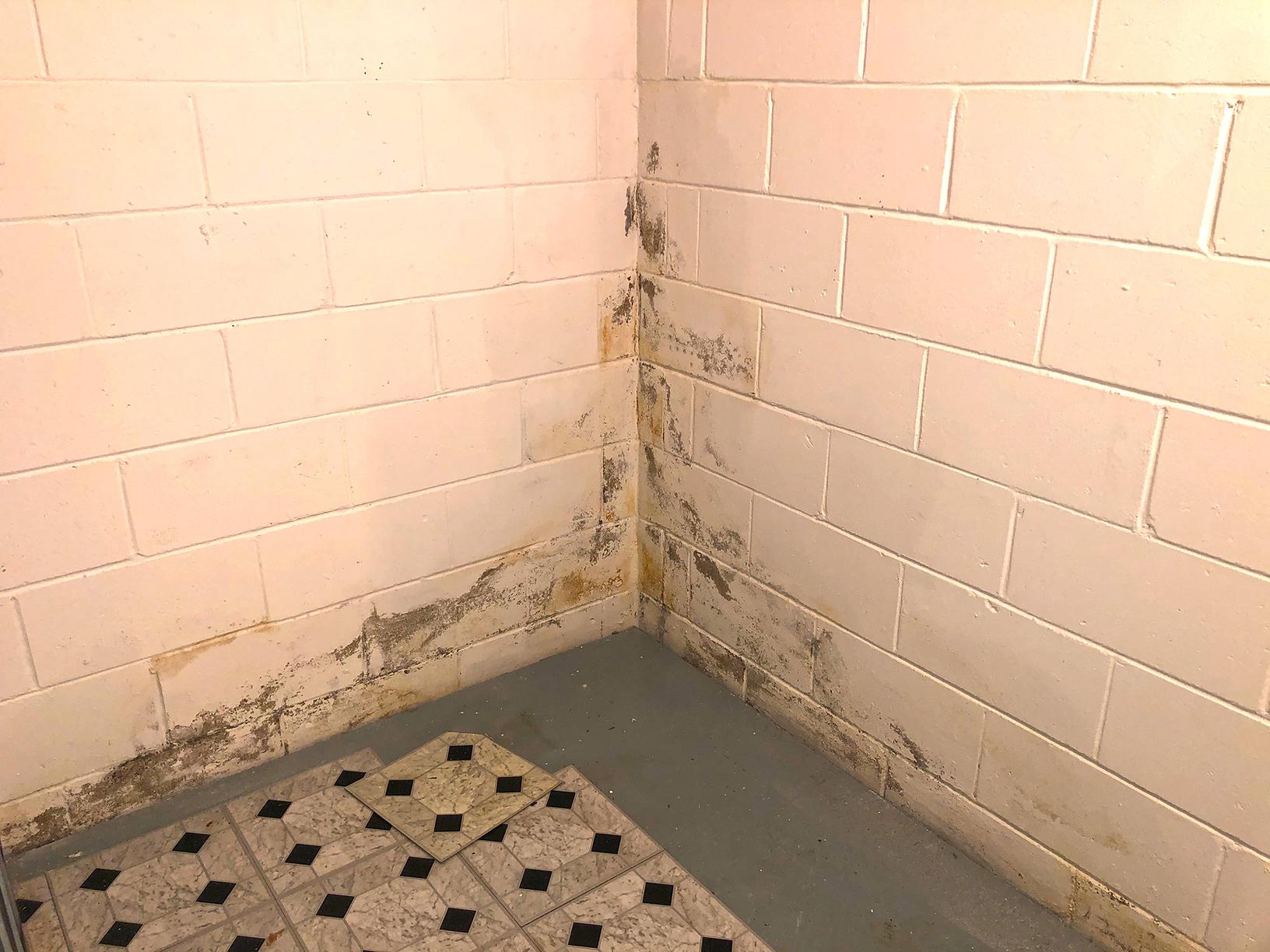 Mold Solutions by Cowleys Our Mold Removal Services Photo Album