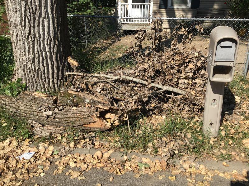 Yard Debris & Waste Removal Yard Cleanup in Leavenworth, KS Before