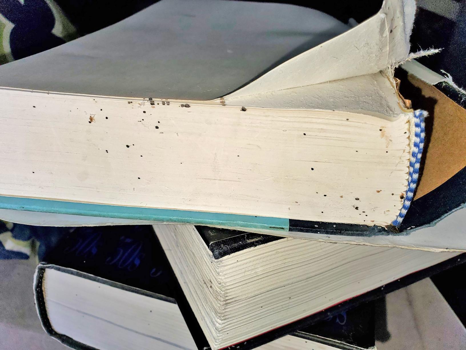 Pests We Treat - Books Full of Bed Bugs in Middletown, NJ - Look at the ...