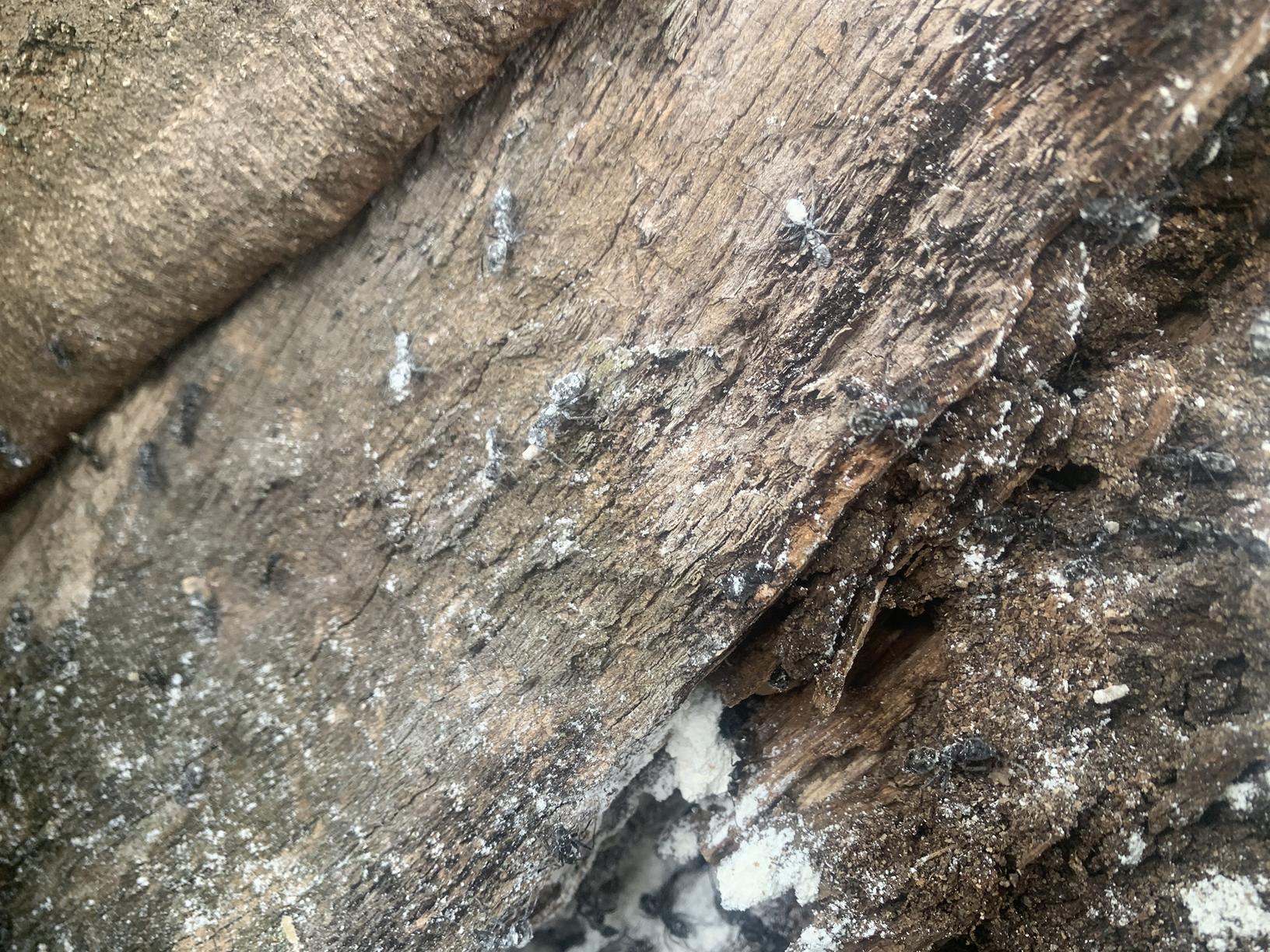 Pests We Treat Rotting, Moldy Tree Loaded with Carpenter