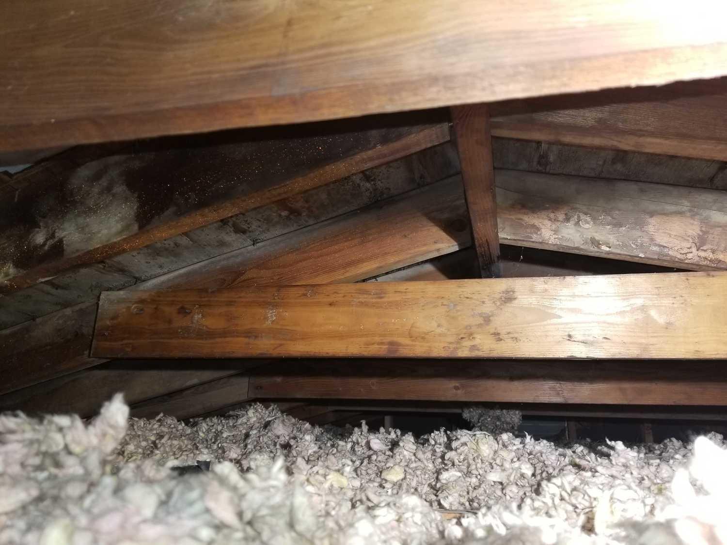 Mold Removal Westland MI 48185 close up look at mold adhering to